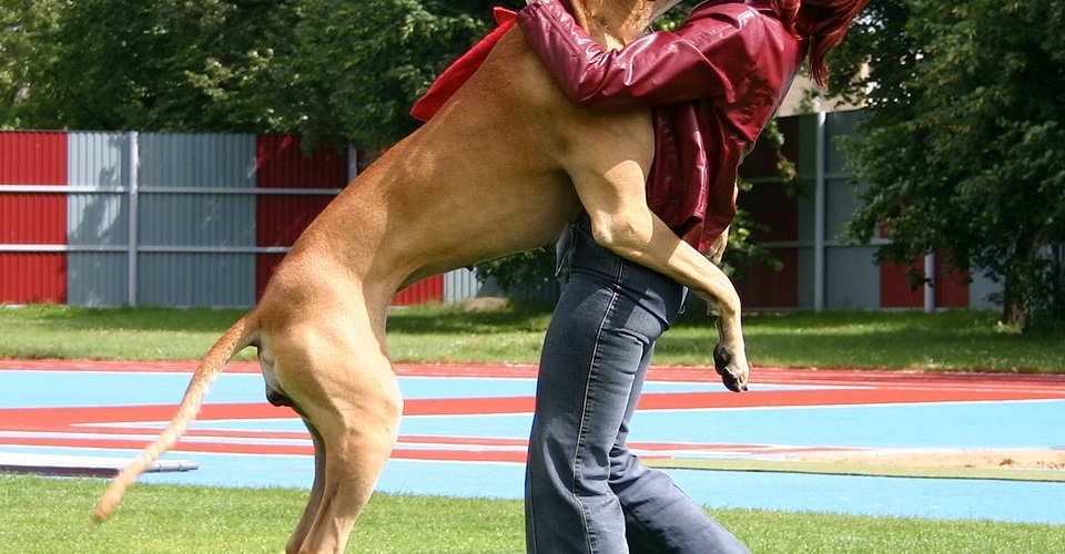 stop dog jumping up, training, classes