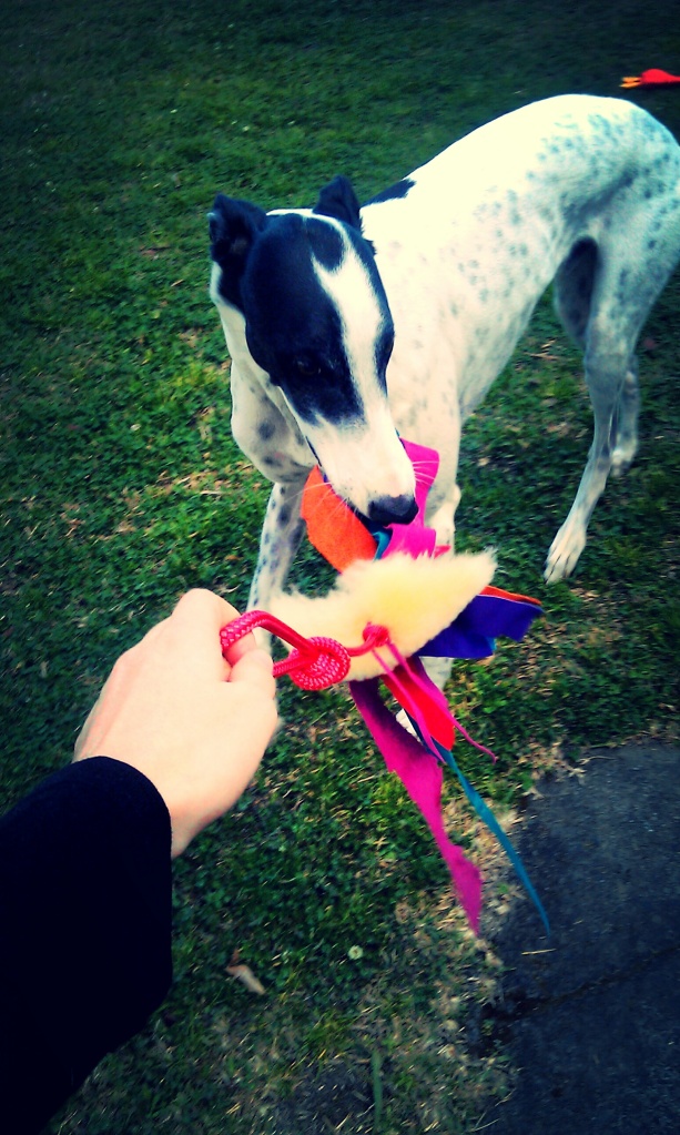 toys for greyhounds, best rope toys