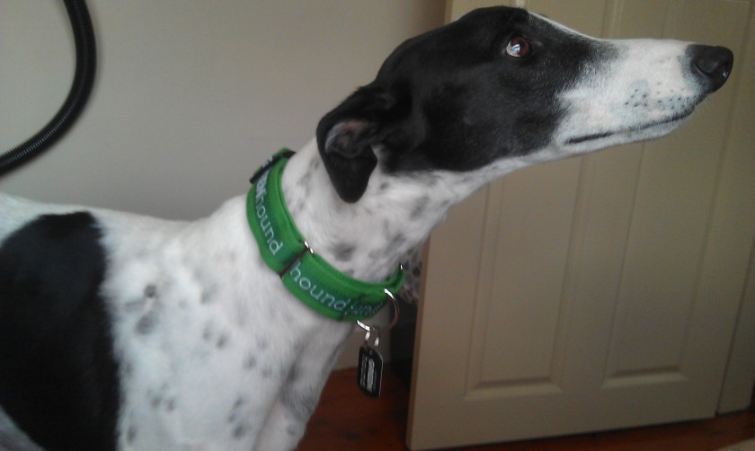 green collar, greyhound muzzling, greyhound rescue