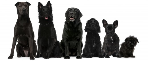 black dogs different size breeds